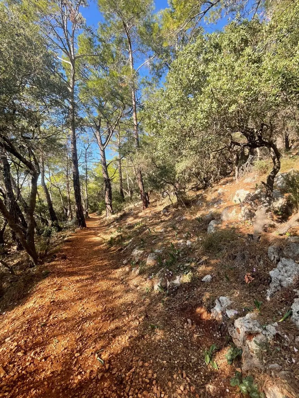 Лесная тропа с высокими деревьями